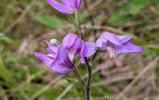 Council secures Natural England conservation funding for orchids