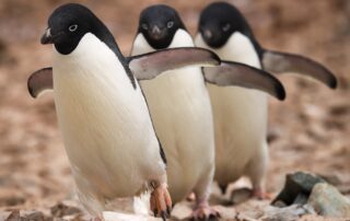 HMS Protector helps protect penguins in the Antarctic