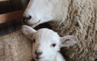 Keeping livestock protected ahead of lambing season