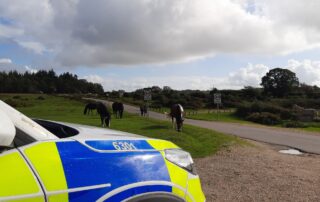 Horses in the road - Pass wide & slow!