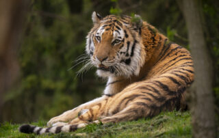 Farewell to male Amur tiger, Bagai