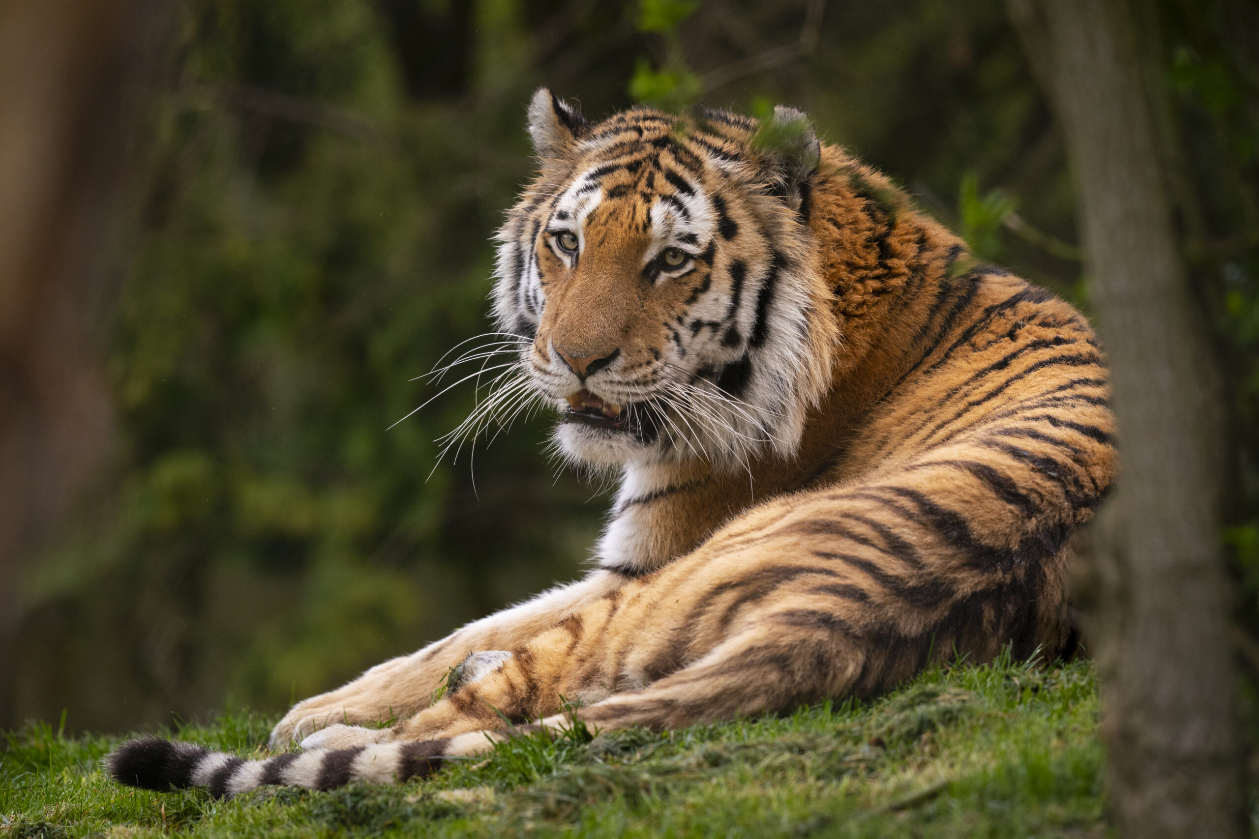 Farewell to male Amur tiger, Bagai